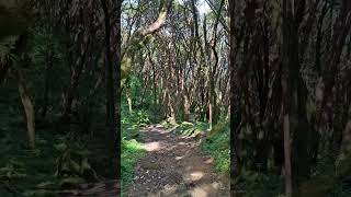 Rhododendron forest of Tadapani Area [upl. by Aniraad]