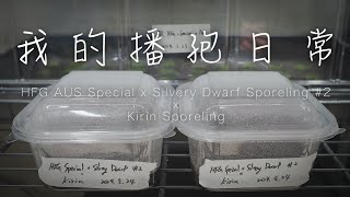 我的播孢日常 ｜ Sporeling｜鹿角蕨播孢｜platycerium｜indoorplanting [upl. by Briscoe282]