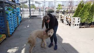 1 Year Old Goldendoodle  Best Goldendoodle Training  Off Leash K9  Board amp Train  Oklahoma [upl. by Sivaj]