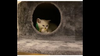 Happy Cats 22 Yo Yo plays inside the scratched post cave [upl. by Senaj119]