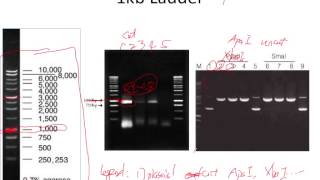 Agarose DNA gel and standard curve plot in R [upl. by Davida179]