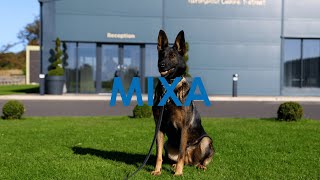 AampT Trained Dogs Mixa [upl. by Link]