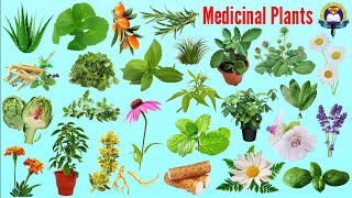 Medicinal Plants Name  Ayurvedic Plants Name In English With Picture Easy English Learning Process [upl. by Priestley239]