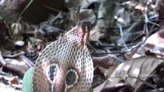 Our Garden Cobra Indian Cobra  Naja naja [upl. by Nois]