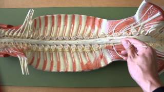 NERVOUS SYSTEM ANATOMY Gross anatomy of spinal cord [upl. by Ansilme799]