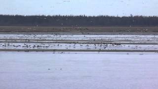 Migration des outardes  Ragneneau Rivière aux outardes [upl. by Reinertson]