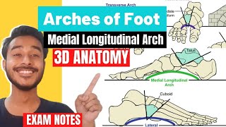 Arches Of Foot Anatomy 3D  Medial Longitudinal Arch Anatomy  lateral longitudinal arch of foot [upl. by Ardeahp570]