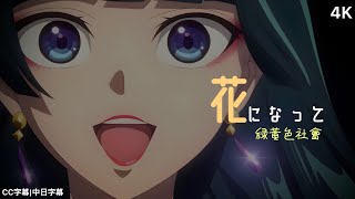 【藥師少女的獨語】藥師少女的獨語 主題曲OP 「花になって」緑黃色社會完整版CC字幕中日字幕 【4K】 [upl. by Rehpotsirhk254]