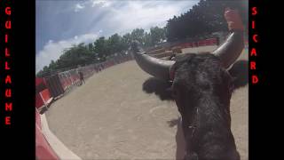 Encierro Cavaillon Manade Gillet 12062016 GoPro [upl. by Ramar]