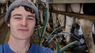 Milking Cows on my Family Dairy Farm [upl. by Janis]