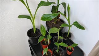 Growing Banana Plants From Seed Results With Time Lapse [upl. by Atat]