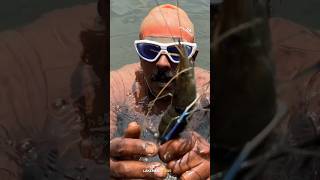 കുട്ടനാടൻ Underwater കൊഞ്ച് പിടുത്തം fishing fish fishingvideo villagevlog short shorts [upl. by Chubb]