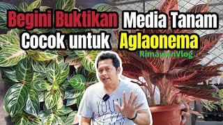 Eps 385 Ini Bukti kalau Media Tanam Cocok untuk Aglaonema  Rimawan Vlog [upl. by Attikin]