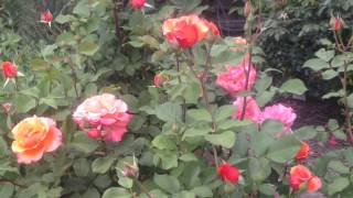 Kristis Rose Garden Tour [upl. by Otis]