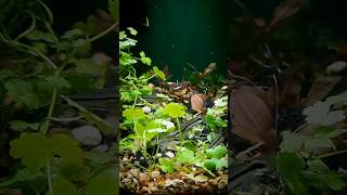 Pygmy Corydoras Spawning [upl. by Adina]