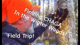 Identify and Find Chaga Its Good For You [upl. by Price]