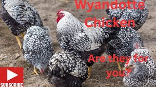 wyandotte chicken right for you chickenraising chickenlife chicken Chickenchaos [upl. by Tloh420]