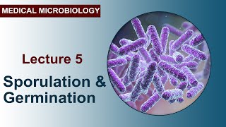 Lecture 5  Sporulation and Germination [upl. by Mackenzie]