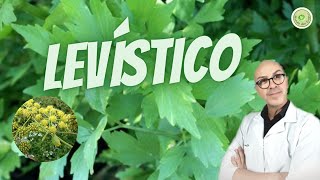 LEVÍSTICO que planta é essa TEMPERO [upl. by Lazos224]