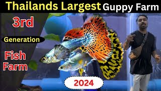 Guppy Fish Farm in Thailand  Advance Technique 2024 [upl. by Parfitt]