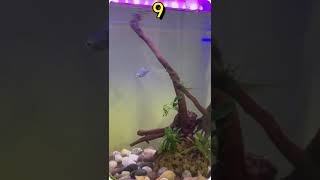 Lucky Number Of Fish In Aquarium Feng Shui youtubeshorts trending shorts [upl. by Aljan]