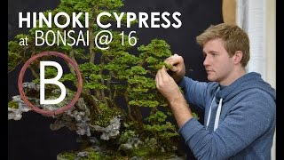 Hinoki Cypress  Bonsai 16 [upl. by Ardnama]