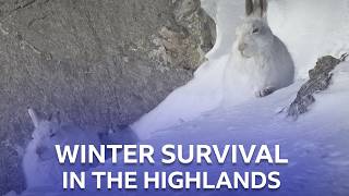 Highland Snow Is a Test in Survival for Native Wildlife  Scotland  The New Wild  BBC Scotland [upl. by Tadd]