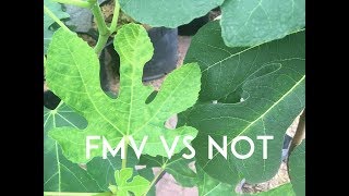 Fig Mosaic Virus Is it a Problem [upl. by Sewole385]