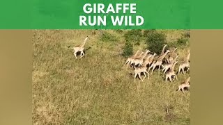 Giraffe Run Wild [upl. by Lenahtan394]