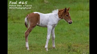 65  Chestnut Pinto Colt 2021 Chincoteague Pony Auction [upl. by Drews]