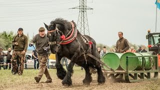 Nemzetközi Rönkhúzó Verseny 20150501 3rész [upl. by Roswell]