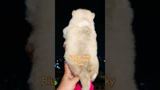 Blue eyes husky puppies for sale in pune mumbai ✨️ 🔥 husky pets shorts [upl. by Zeralda]