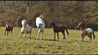 Die Jungs vom Berghof Rod  Begrüßung  Video XXVII [upl. by Amre743]