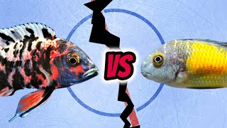 Aquarium Fish Face Off Lake Malawi v Lake Tanganyikan Cichlids [upl. by Ikceb183]