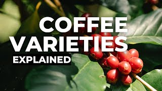 Coffee Varieties Arabica [upl. by Jann974]