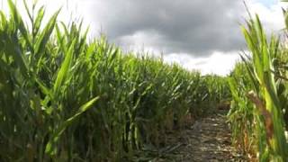 Stuck in the Corn Maze at Pierce College Pumpkin Patch in Woodland Hills [upl. by Annod293]