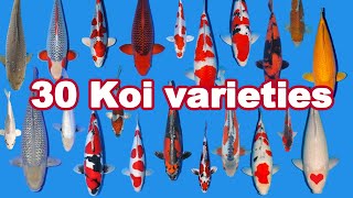 30 Koi Fish varieties types and characteristics [upl. by Izabel904]