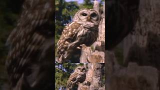 🦉EPIC BARRED OWL Dives into Hollow Spruce Tree Crawls 6ft to her Owlets nestlife  Canada Wild 🇨🇦 [upl. by Hsaka278]