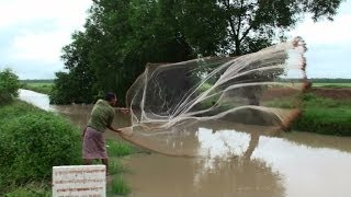 Traditional Cast Net Fishing in RainSwollen Rice Paddy Stream  Suong Cambodia [upl. by Atteugram]