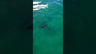 Monk Seal in Waikiki filmed with a drone [upl. by Starobin]