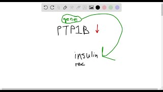 What would be the effect of a mutation in the gene for PTP 1 B protein tyrosine … [upl. by Clarisse]