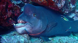 Wired Huge Asian sheepshead Wrasse  Diving KOBUDAI [upl. by Acirdna]