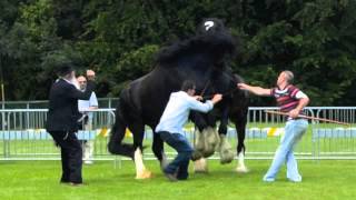 Stallion Fight Two Irish Shires [upl. by Boni]