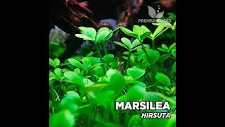 Marsilea hirsuta care guide [upl. by Stromberg66]