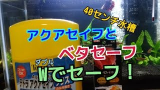 アクアリウム【熱帯魚40㌢】ダブルのセーフでベタをセーフ！ [upl. by Carny]