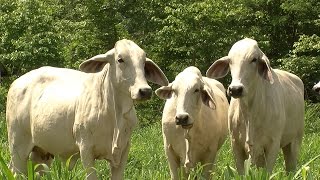 Suplementación en las Etapas del sistema de Crías Bovinos  TvAgro por Juan Gonzalo Angel [upl. by Ahsinauj591]