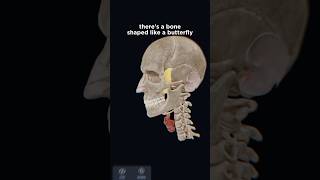 Sphenoid bone anatomy explained in 3D with VOKA Anatomy Pros 3D model [upl. by Ardnuassac]