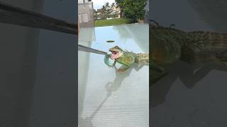 WATER DRAGON🐉 chinesewaterdragon waterdragon lizard reptiles fyp [upl. by Schlenger]