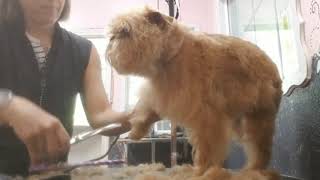 How to groom a Brussels Griffon [upl. by Brinkema]