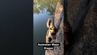 Australian Water Dragon [upl. by Yevoc]